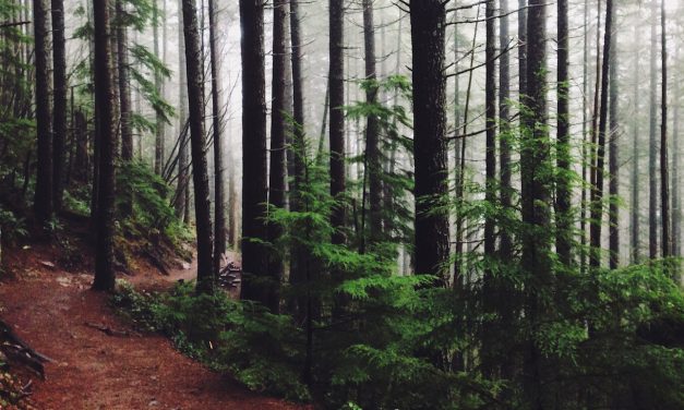 New Carbon Offset Plugin Aims to Make WordPress Sites More Eco-Friendly