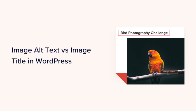 Image Alt Text vs Image Title in WordPress – What’s the Difference?